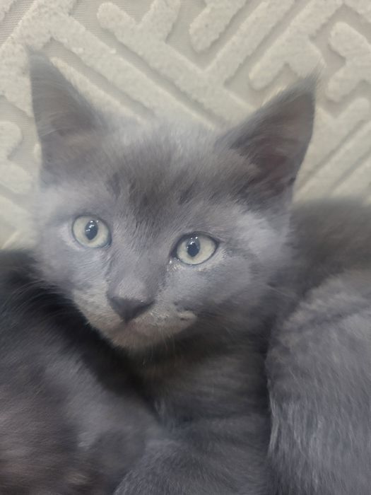 Котята в добрые руки!