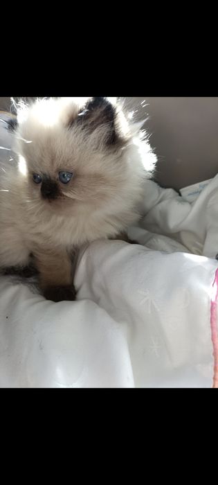 Pui Britis Longhair