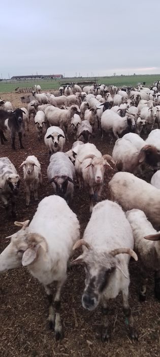 Vând oi tinere si miele