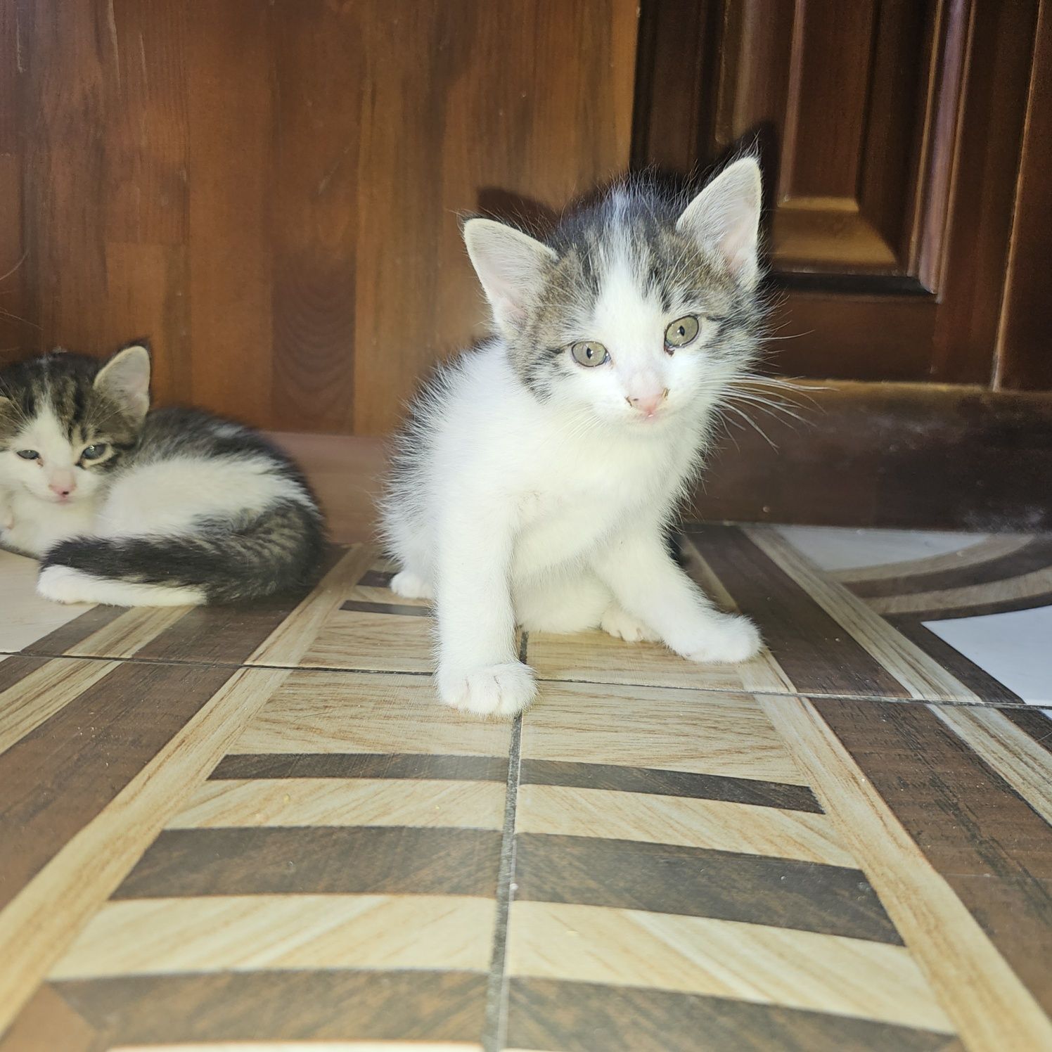 Удивительные котята