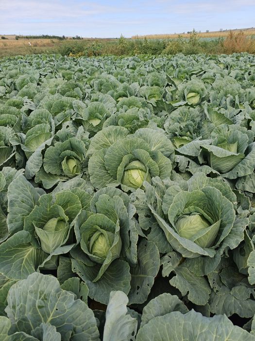 Vand varza de murat !