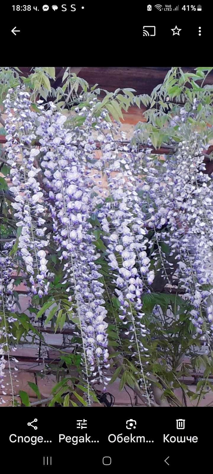 Продавам вкоренени резници на глициния (Wisteria sinensis)