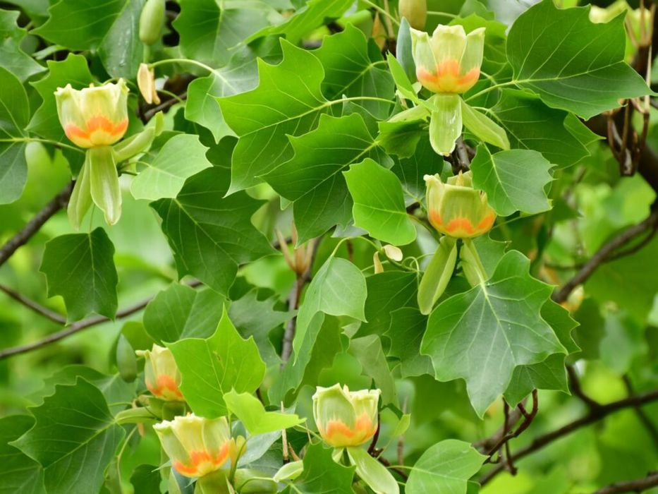 Pomi ornamentali  arborele de lalea