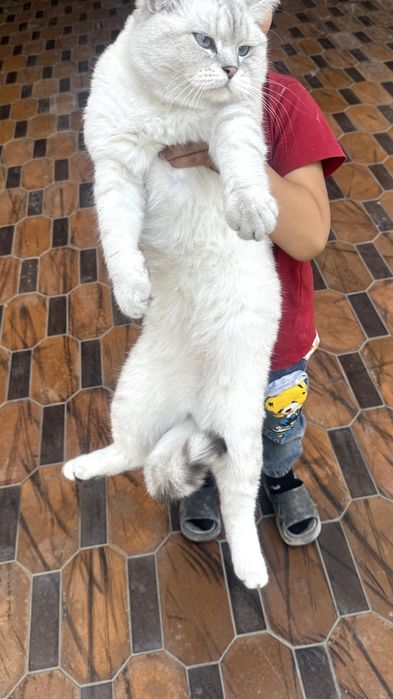 Vyazka uchun British Shorthair Chinchilla
