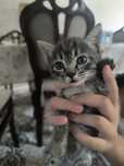 Отдам котят бесплатно