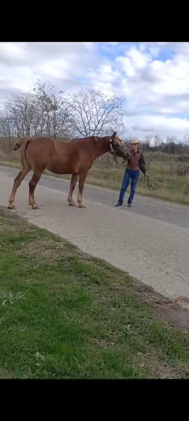 Vand iapă, aceasta provine din herghelie de la Izmin