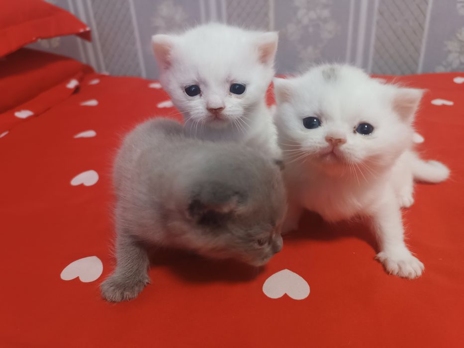 Продается котята скотч фолд