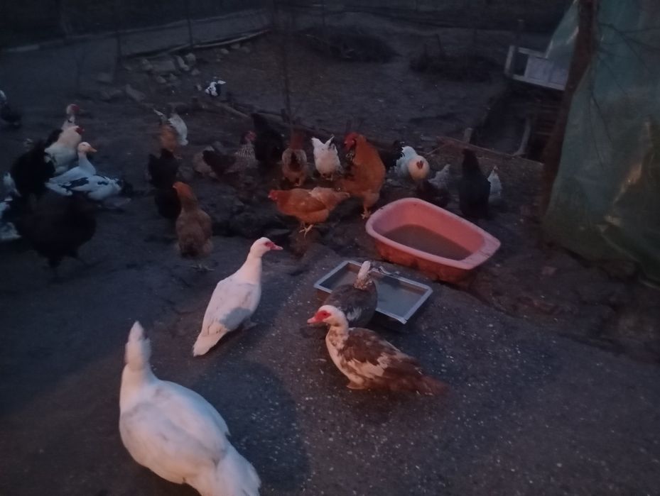 vand oua pentru incubat gaina  australop, susex, rate Pekin si leșești