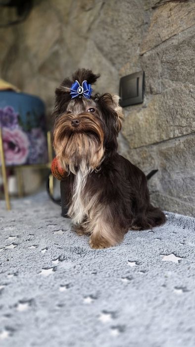 Шоколадов йоркширски териер