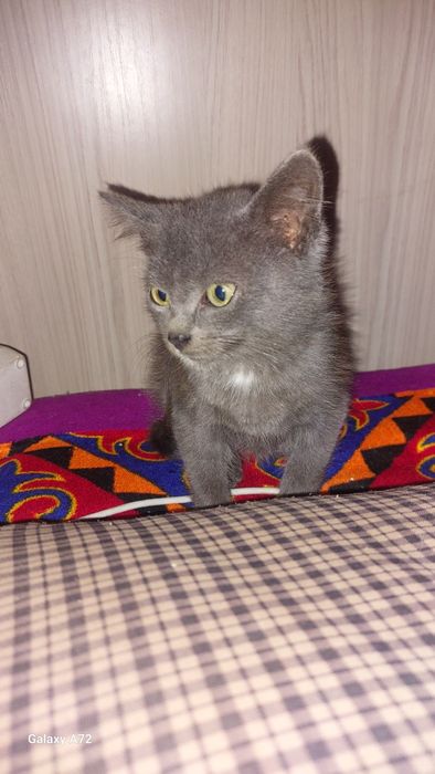 Отдам котёнка в добрые руки остался один мальчик месяц ему приучен к