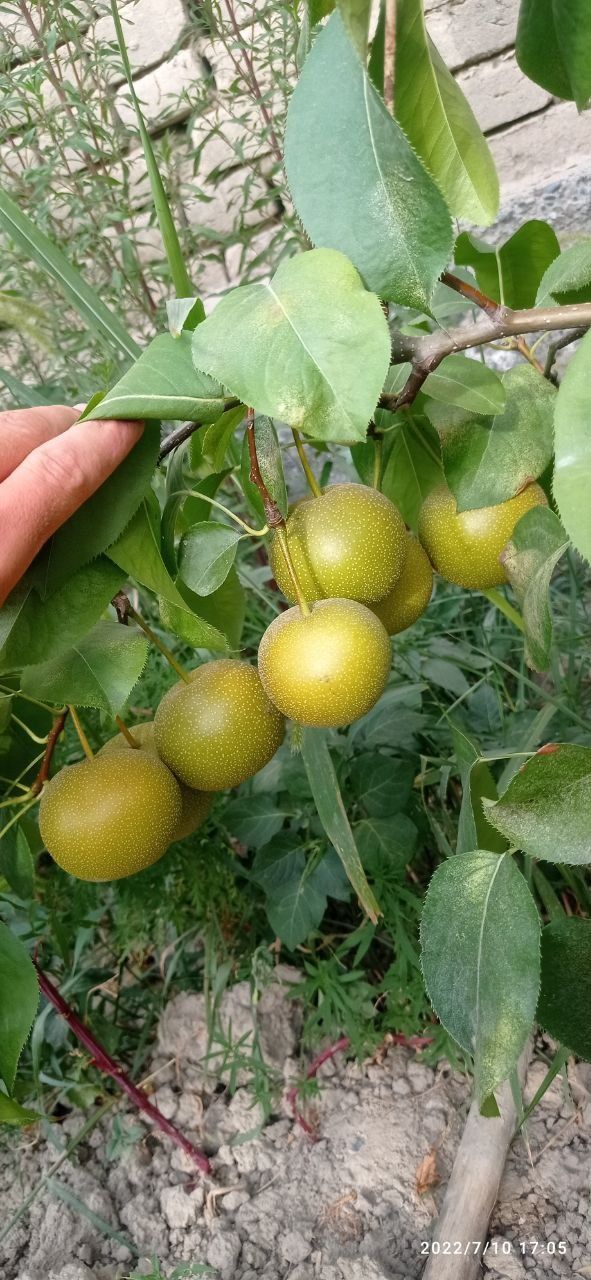 Kuchatlarimizni sorti va turiga qonuniy kafolat beramiz