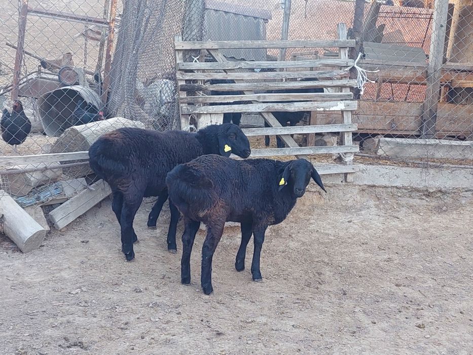 Семіз жем жеп тұрған бойдақ токтылар сатылады