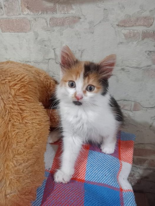 Котёнок девочка остальных разобрали