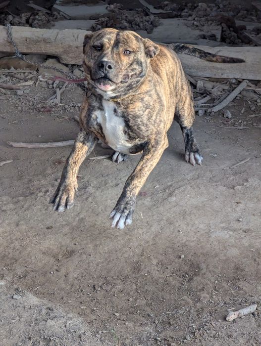 Питбул,месеца, ваксина, паспорт мъжки