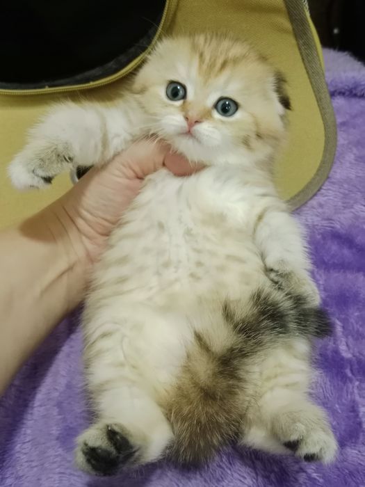 Шладкие котята вислоухие