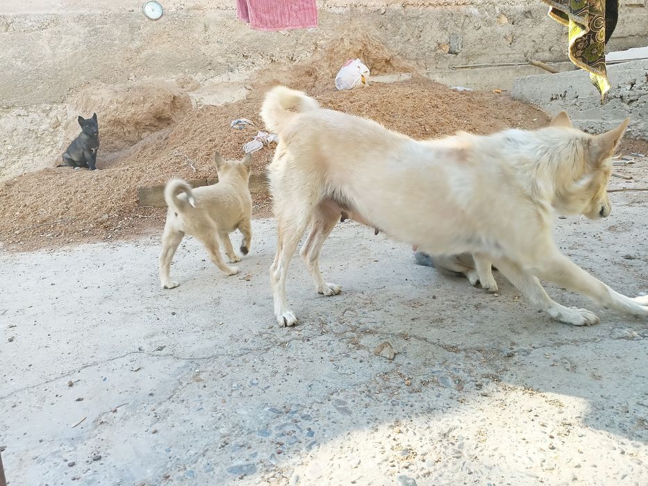 Щенки лайки ЗСЛ и ВСЛ