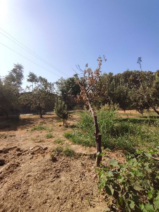 Земельный участок 30 соток в Зангиоте. Эрки