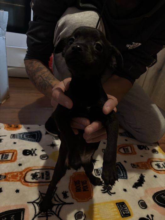 Продавам пинчери