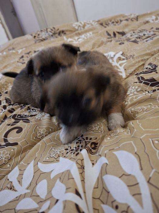 Две момичета пекинез 100 лв