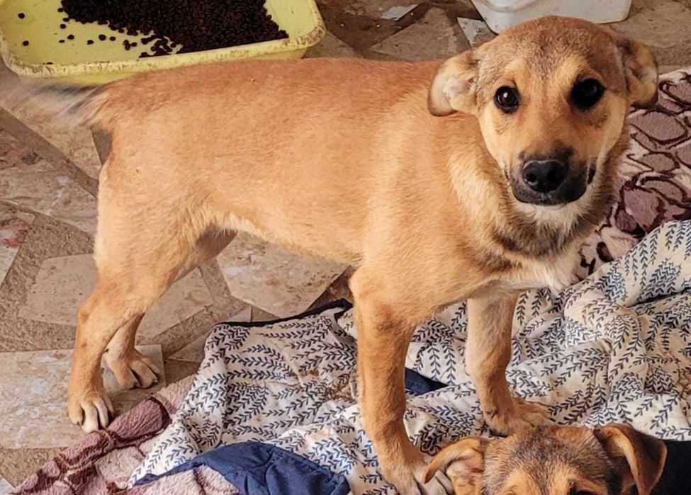 4 cateluse de 5 luni si 1 saptamana