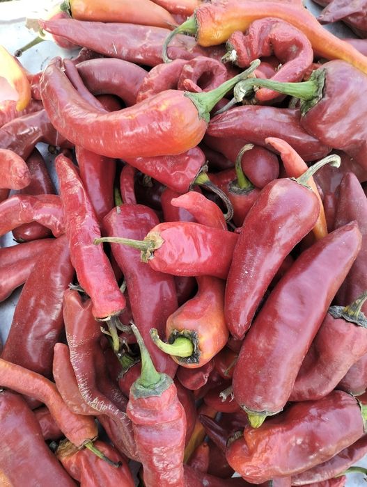 Продам горький перец