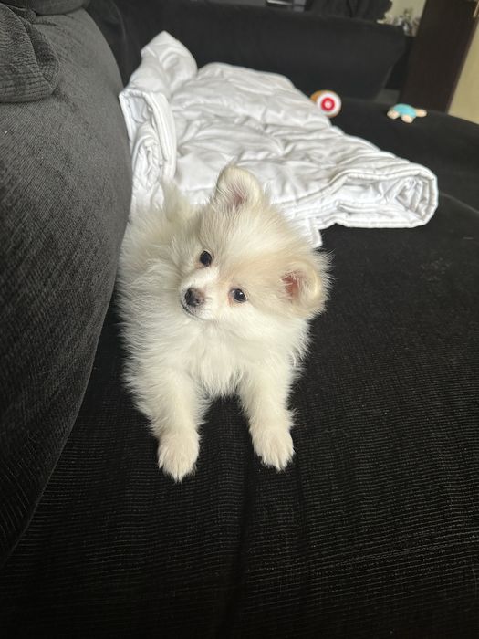 Женско померанче