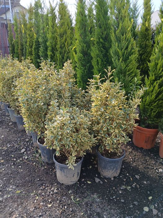 Plante ornamentale