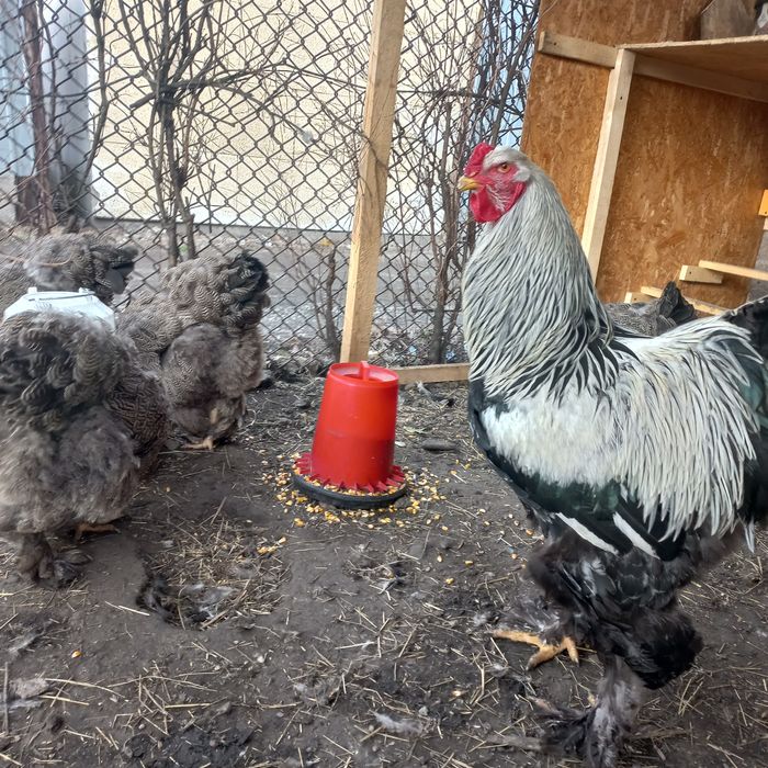 Brahma ouă pentru incubat