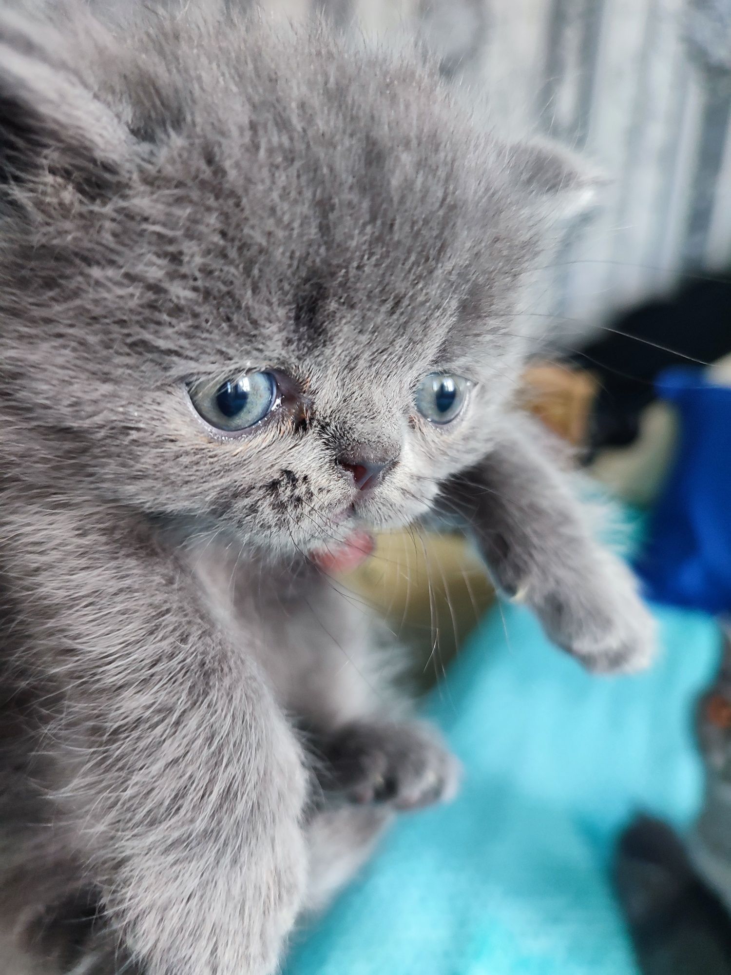 Котята британцы 1.мес.