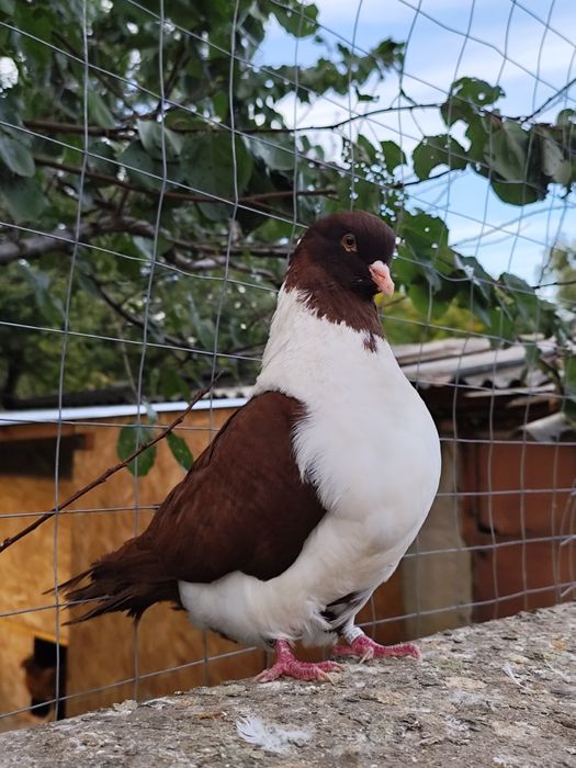 Porumbei voiajori stil vechi , straseri ,  turturele razatoare
