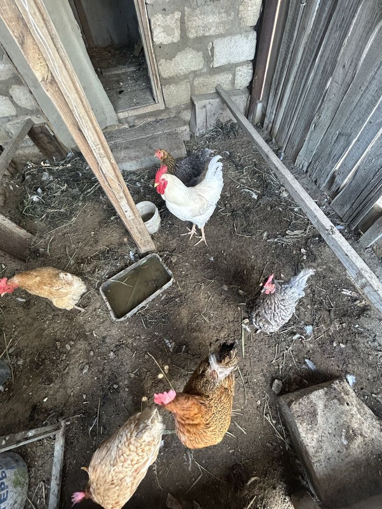 Продается куры с петухом