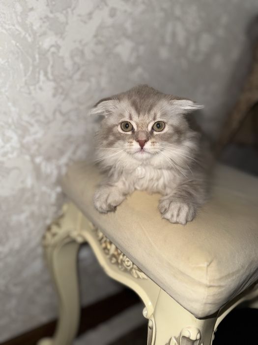 Продаем котят  шотланская вислоухая мальчик и девочка