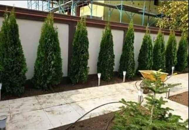 Plante ornamentale pentru i gradina de vis ne deplasăm la domiciliu