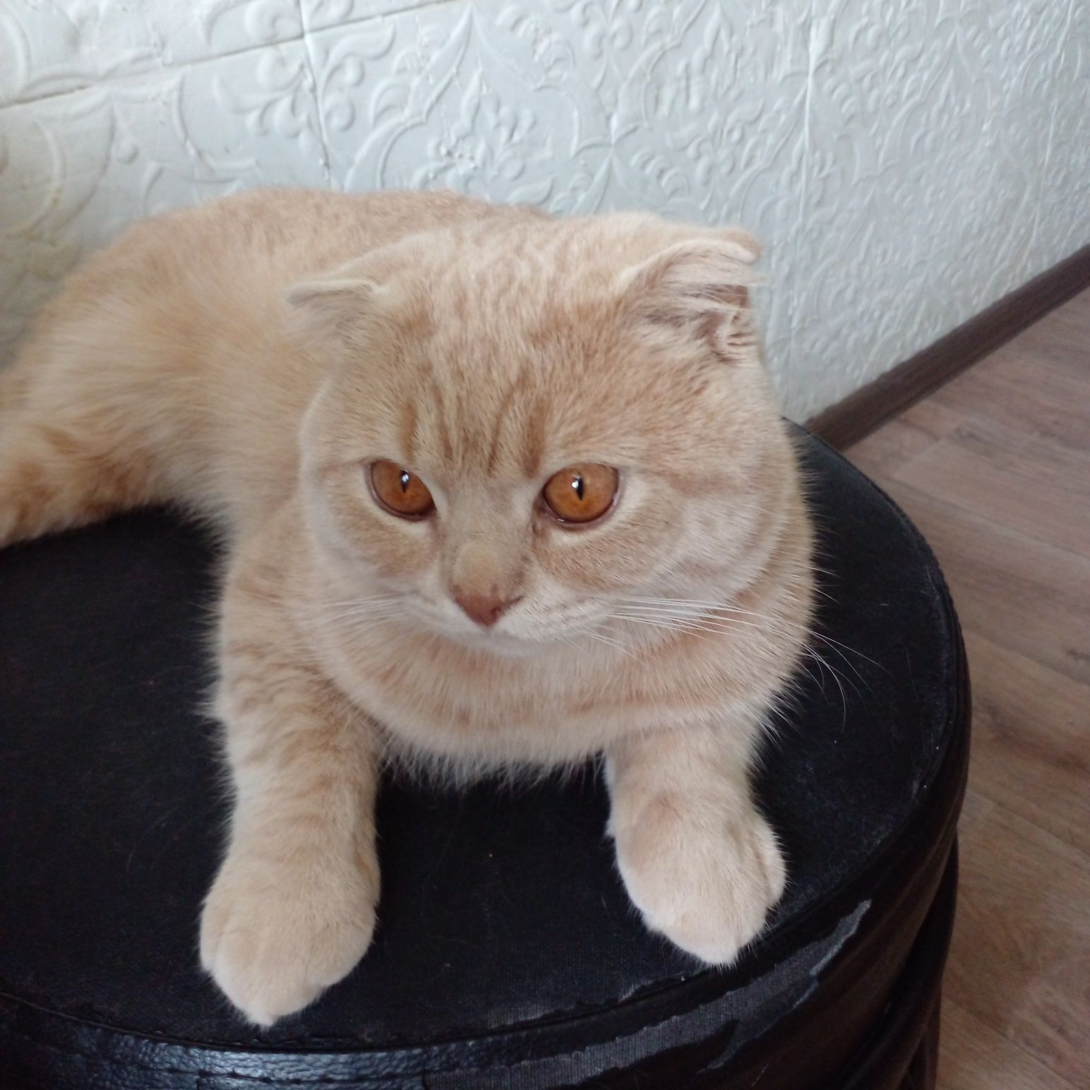 Котик ищет девочку