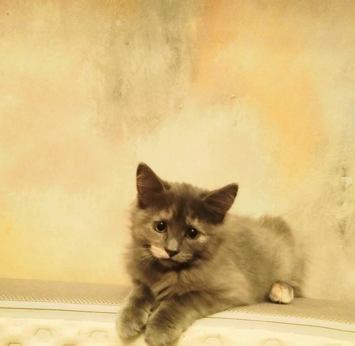 Printesa  blue/crem  pretioasa si rarisima cauta Om