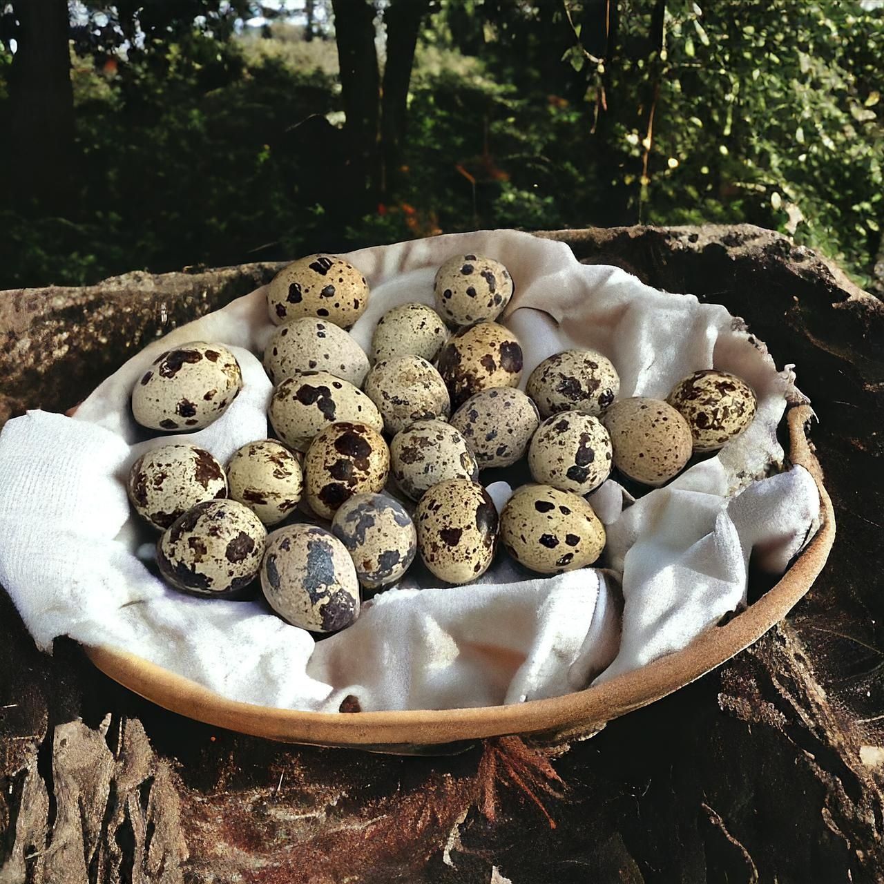 Перепелиные яйца.Перепелиное яйцо..Бөдене жұмыртқасы.Бодене жумырткасы