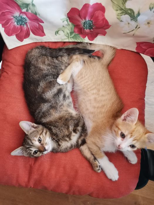 Пуханчета ТЪРСЯТ ДОМ