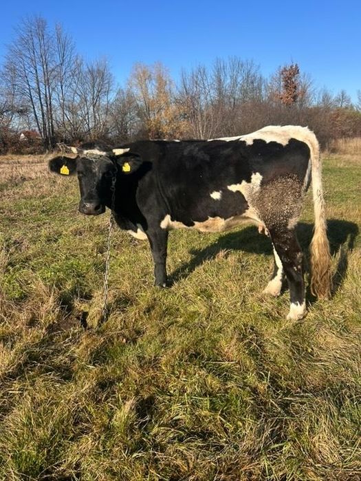 Vând juncă la prima fătare