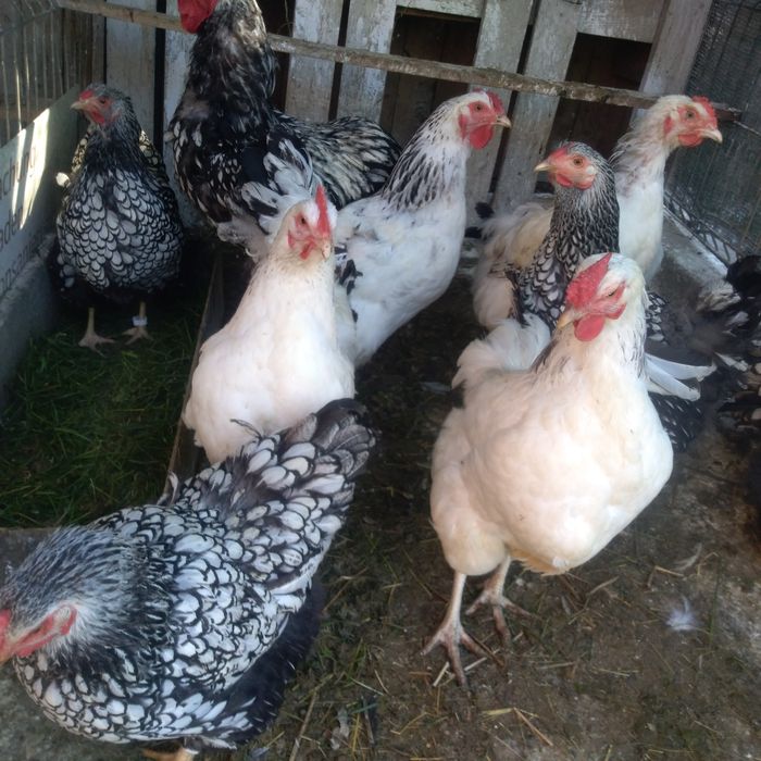 Pui mari de rasa carne si oua