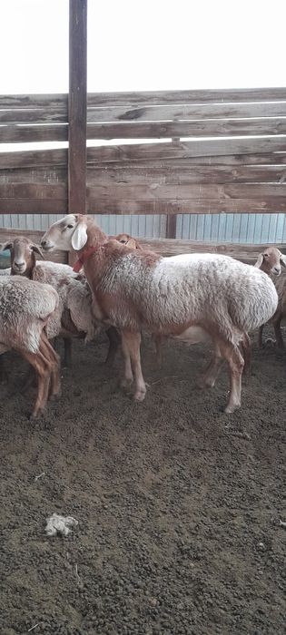 Арашан кошкарррр