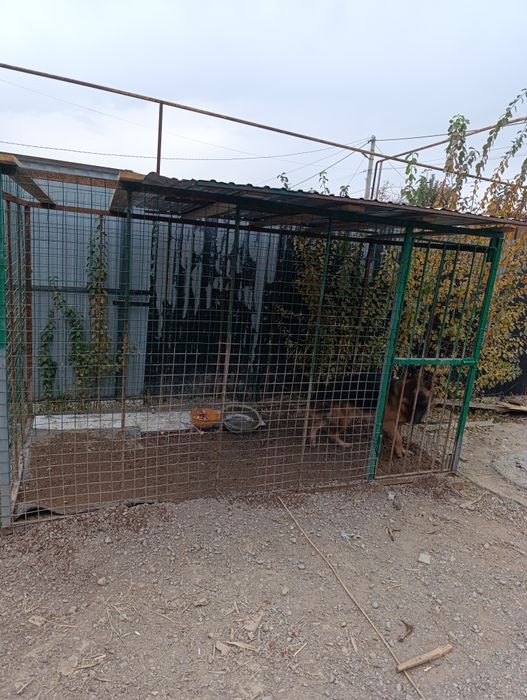 Продам Овчарку Чистокровный