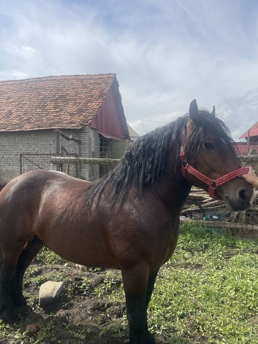 Armasar de vanzare!!