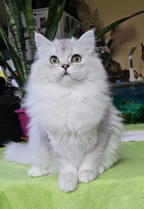 Британски дългокосмести котенца