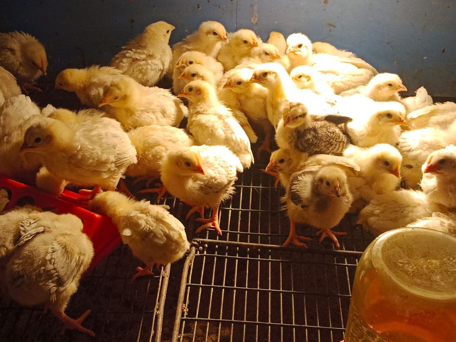 Принимаю заявки на цыплят