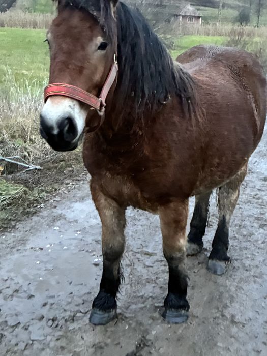 Vand manza de un 1 an si 8 luni