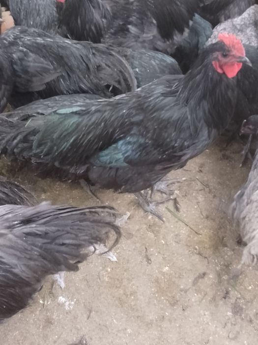 Cocoși australorp !