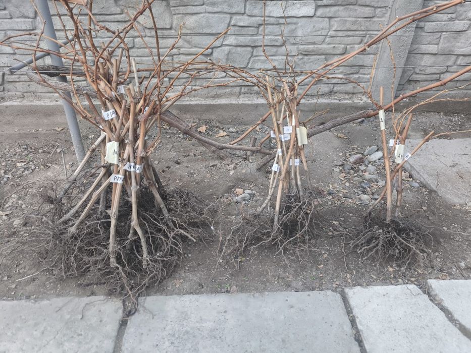 Саженцы винограда