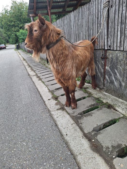 Vând tap trei ani