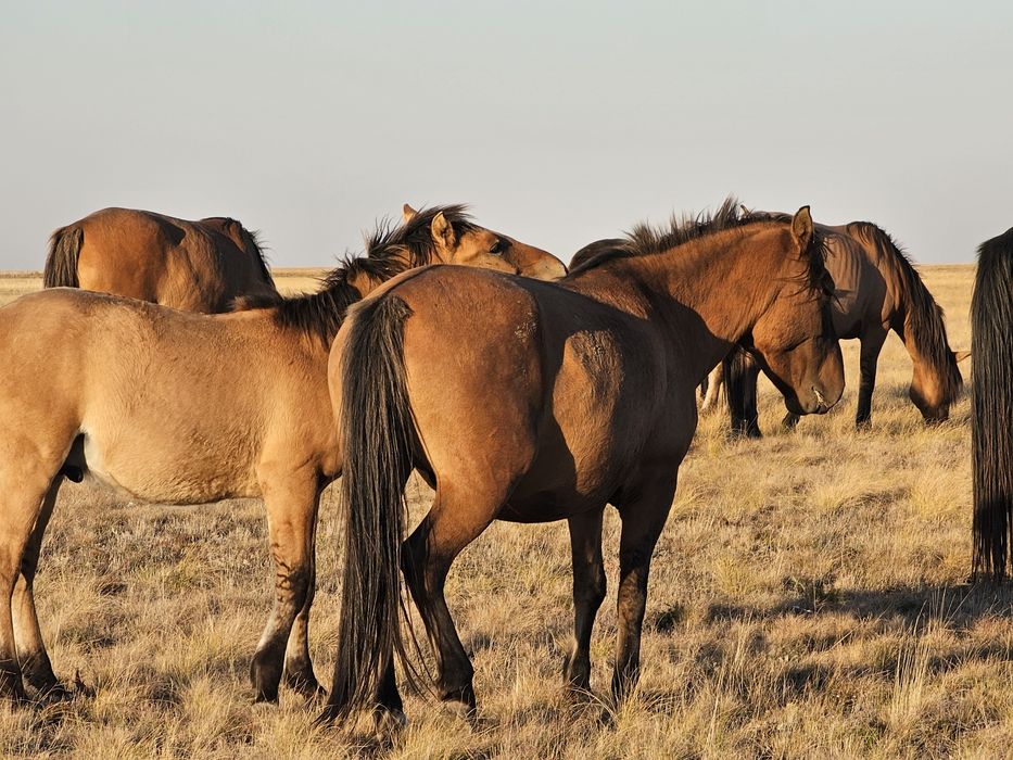 Мұғалжар тұқымы еркек 2025ж жабағылар сатылады