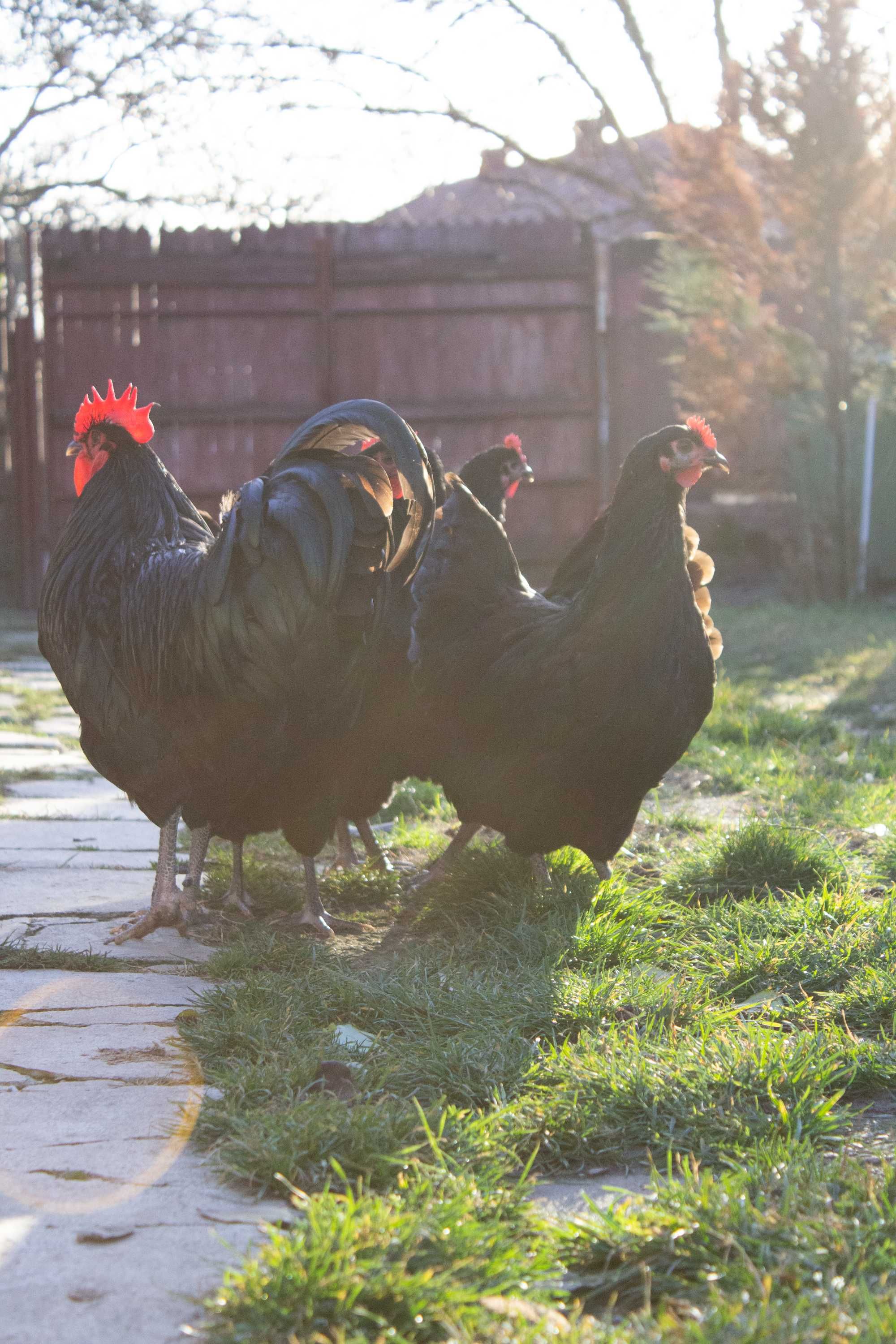 oua de incubat,pui  AUSTRALORP-2024